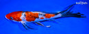 9" SANKE BUTTERFLY