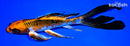 8.5" KUJAKU BUTTERFLY
