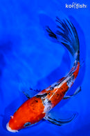 9" SANKE BUTTERFLY