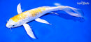 9" GINRIN LEMON HARIWAKE BUTTERFLY