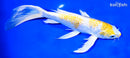 9" GINRIN LEMON HARIWAKE BUTTERFLY
