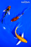 PACK OF (3) 3.75-4.5" BUTTERFLY KOI