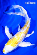 9" GINRIN LEMON HARIWAKE BUTTERFLY