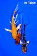 PACK OF (3) 3.75-4.5" BUTTERFLY KOI