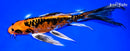 9.25" BENI KIKOKURYU BUTTERFLY