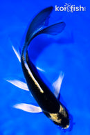 7" KABUTO BUTTERFLY