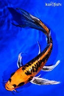 9.25" BENI KIKOKURYU BUTTERFLY