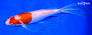 9" KOHAKU BUTTERFLY
