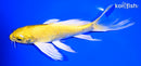 8" YAMABUKI OGON BUTTERFLY
