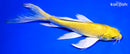 8" YAMABUKI OGON BUTTERFLY