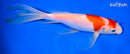 9" KOHAKU BUTTERFLY