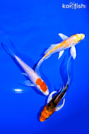 PACK OF (3) 4.5" BUTTERFLY KOI