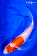 9" KOHAKU BUTTERFLY