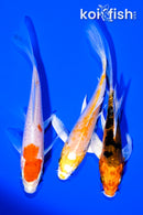 PACK OF (3) 4.5" BUTTERFLY KOI