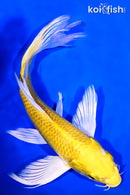 8" YAMABUKI OGON BUTTERFLY