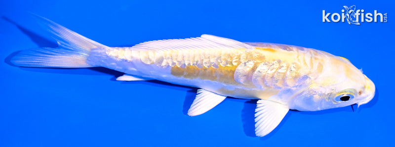 5" GINRIN ARAGOKE LEMON HARIWAKE