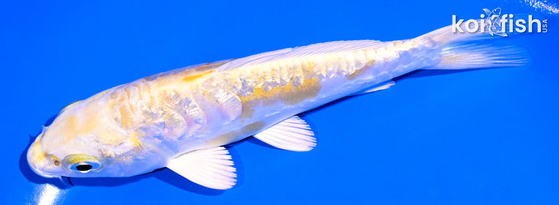 5" GINRIN ARAGOKE LEMON HARIWAKE