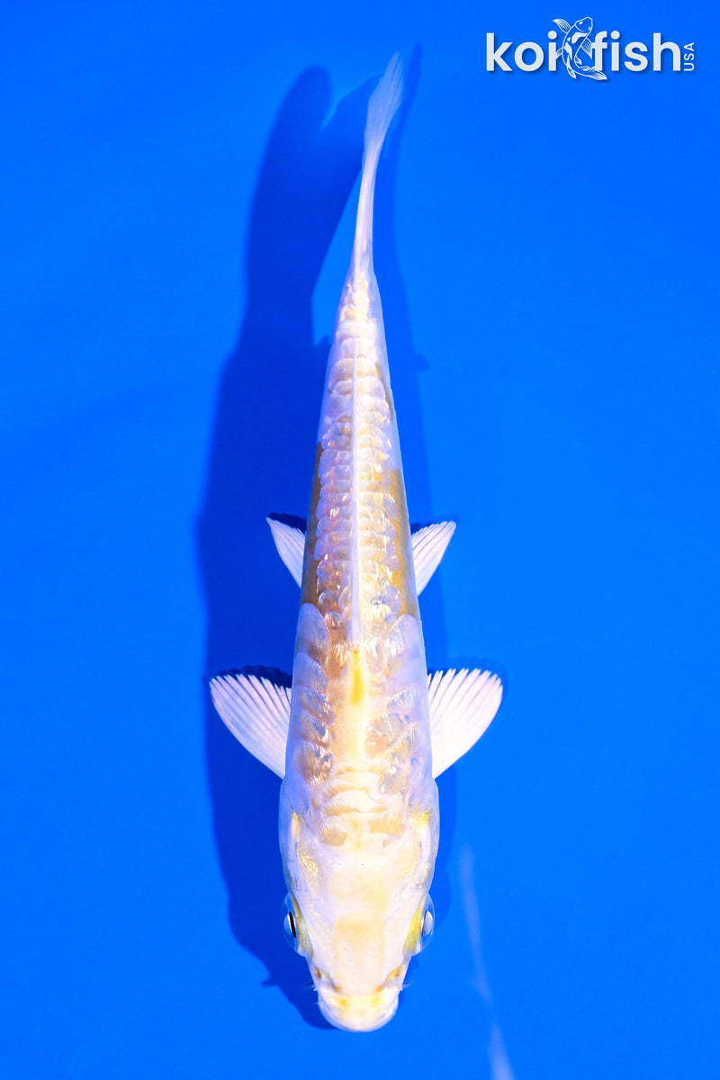 5" GINRIN ARAGOKE LEMON HARIWAKE