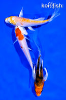 PACK OF (3) 4.5" BUTTERFLY KOI