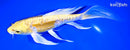 9.25" DOITSU YAMABUKI OGON BUTTERFLY