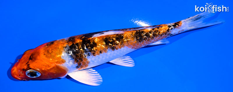 5.25" GINRIN YAMATO NISHIKI