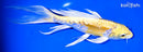 9.25" DOITSU YAMABUKI OGON BUTTERFLY