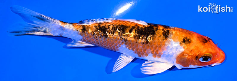 5.25" GINRIN YAMATO NISHIKI