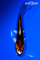 5.75" KUJAKU