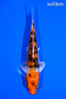 5.25" GINRIN YAMATO NISHIKI