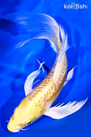 9.25" DOITSU YAMABUKI OGON BUTTERFLY