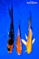 PACK OF (3) 3.75-4.5" BUTTERFLY KOI