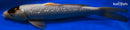 13" GINRIN TANCHO BUDO GOROMO