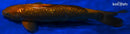 15" GINRIN CHAGOI