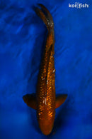 15" GINRIN CHAGOI