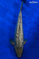 16" GINRIN SORAGOI