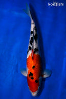 12.25" SANKE