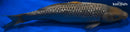 16" GINRIN SORAGOI