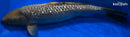 16" GINRIN SORAGOI