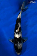 15" SHIRO UTSURI