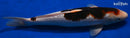 15" GINRIN BUDO GOROMO