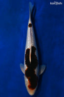 15" GINRIN BUDO GOROMO