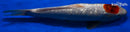 13.5" GINRIN TANCHO GOROMO