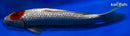 13.5" GINRIN TANCHO GOROMO