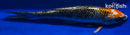 12.75" KUJAKU