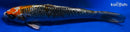 12.75" KUJAKU