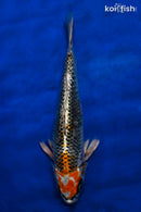 12.75" KUJAKU