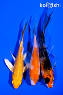 PACK OF (3) 3.75-4.5" BUTTERFLY KOI