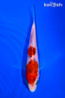 5.75" GOROMO