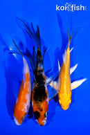 PACK OF (3) 3.75-4.5" BUTTERFLY KOI