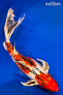 20" BENI KIKOKURYU BUTTERFLY